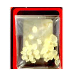 Abido Greek Mastic 1's