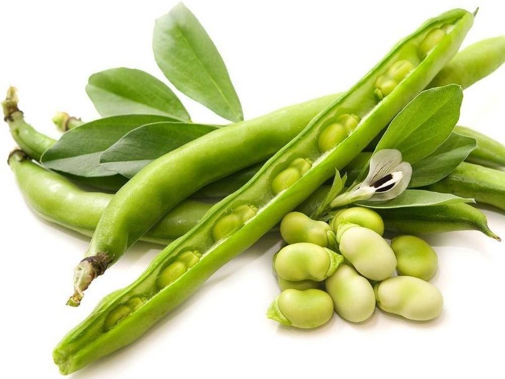 Green Bean Zahlawi 0.5 kg