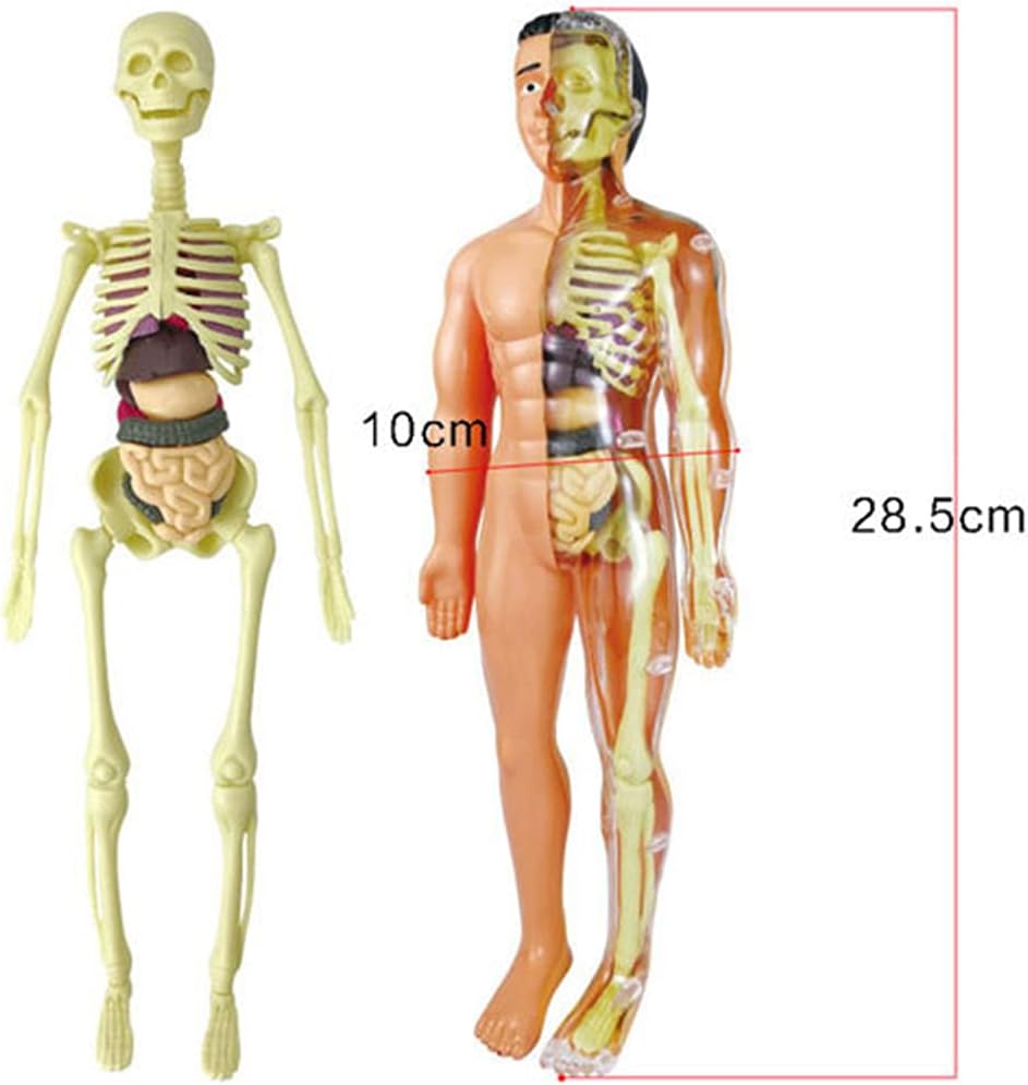 Human Anatomy Full-Body Educational Model