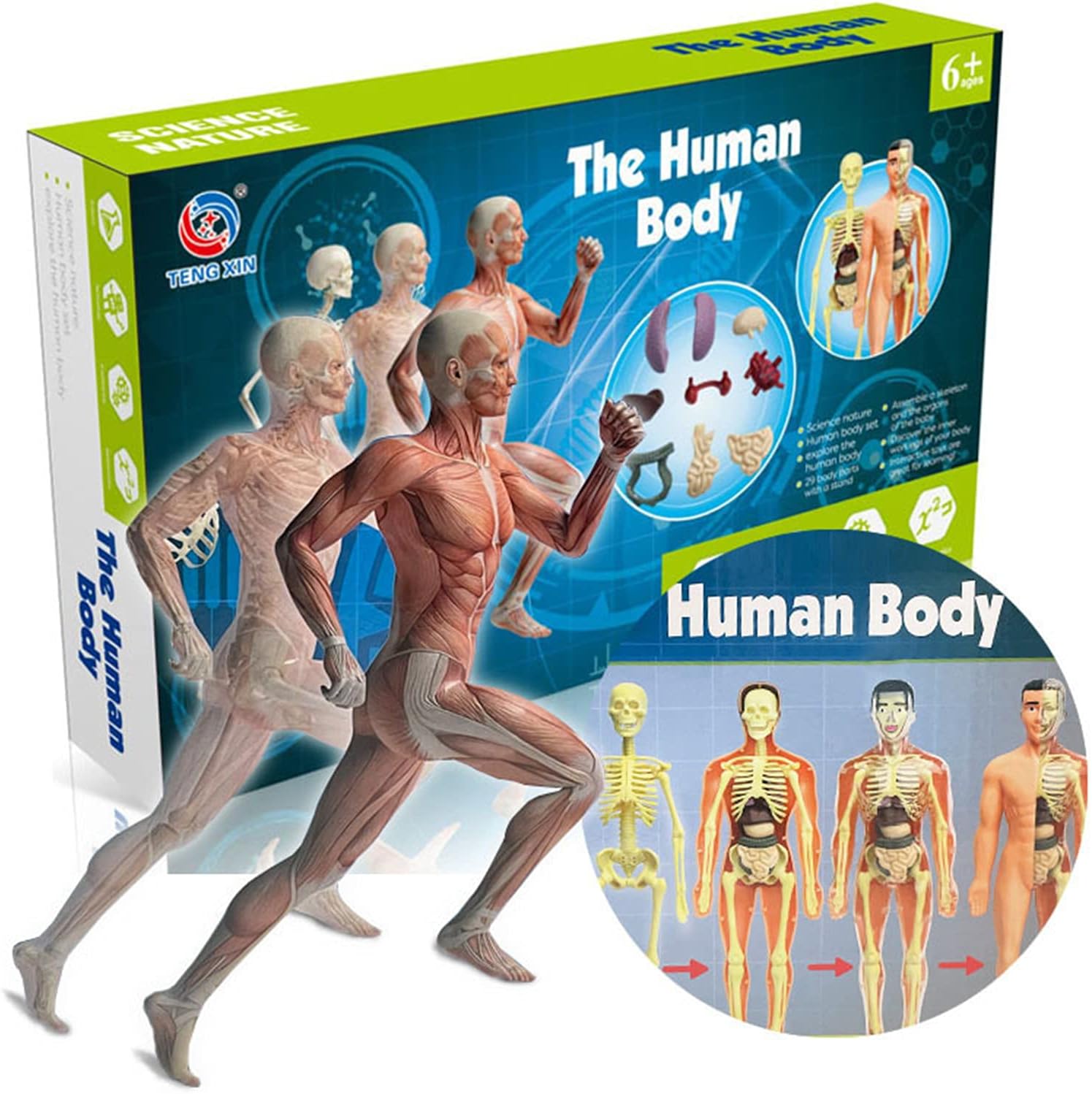 Human Anatomy Full-Body Educational Model