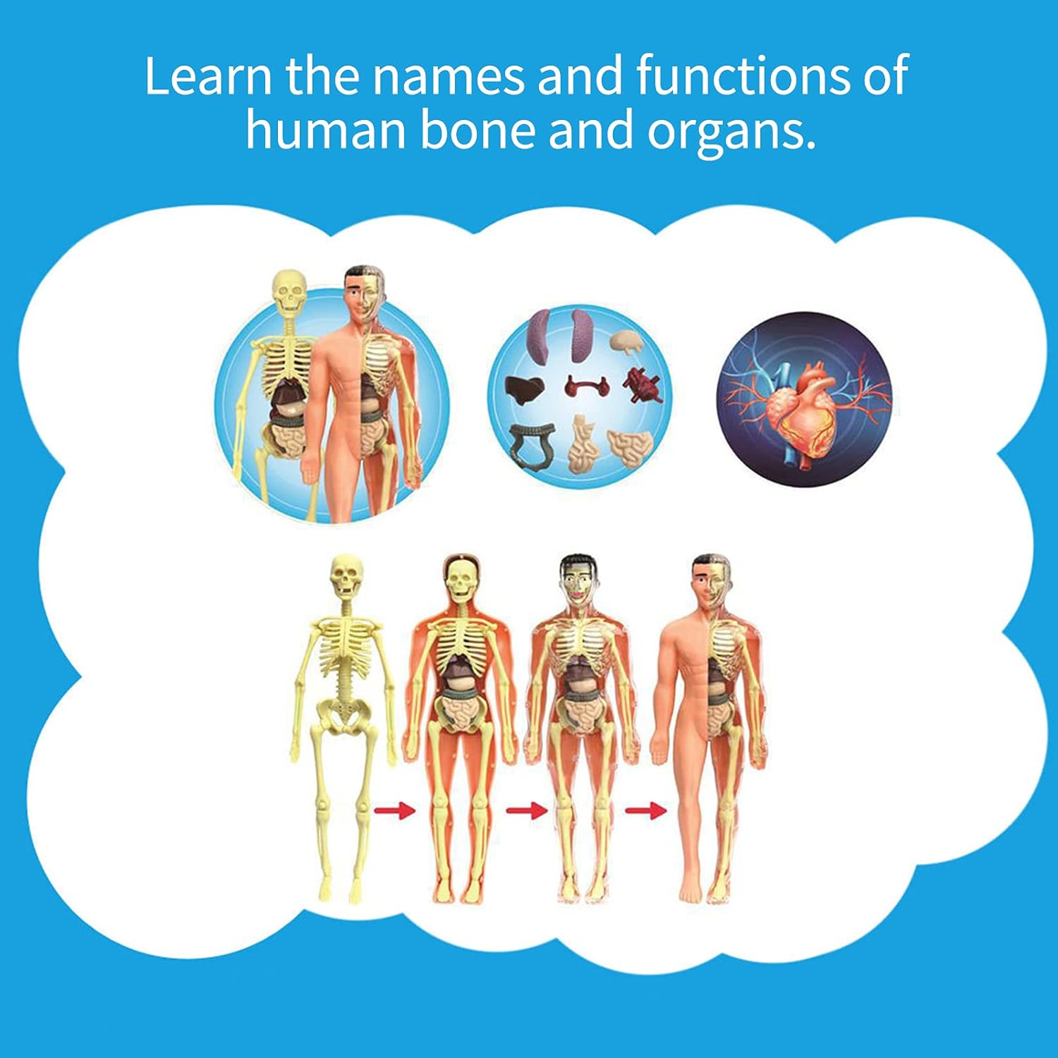 Human Anatomy Full-Body Educational Model