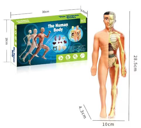 Human Anatomy Full-Body Educational Model