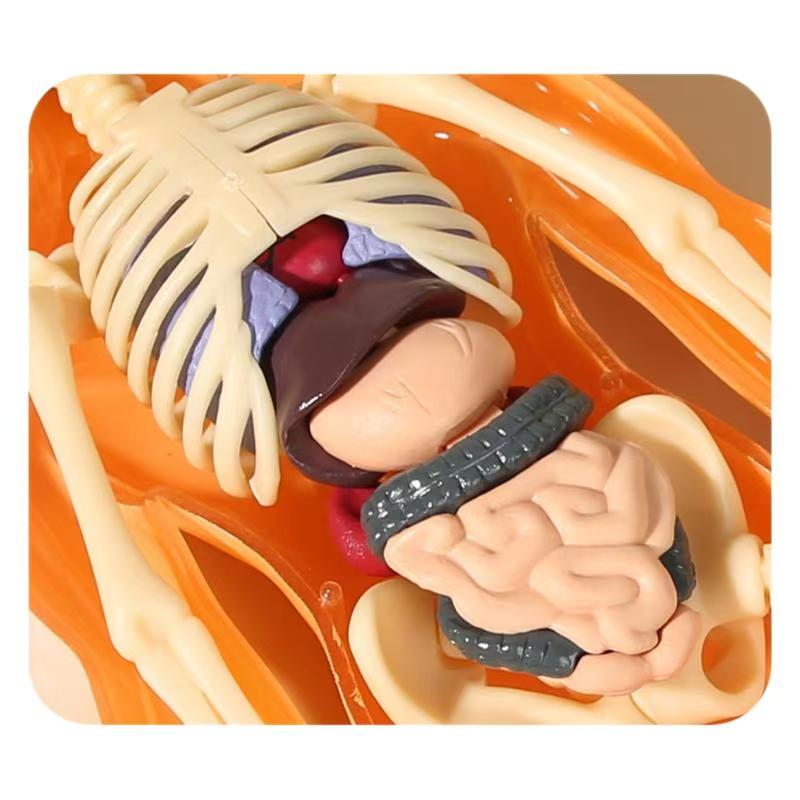 Human Anatomy Full-Body Educational Model