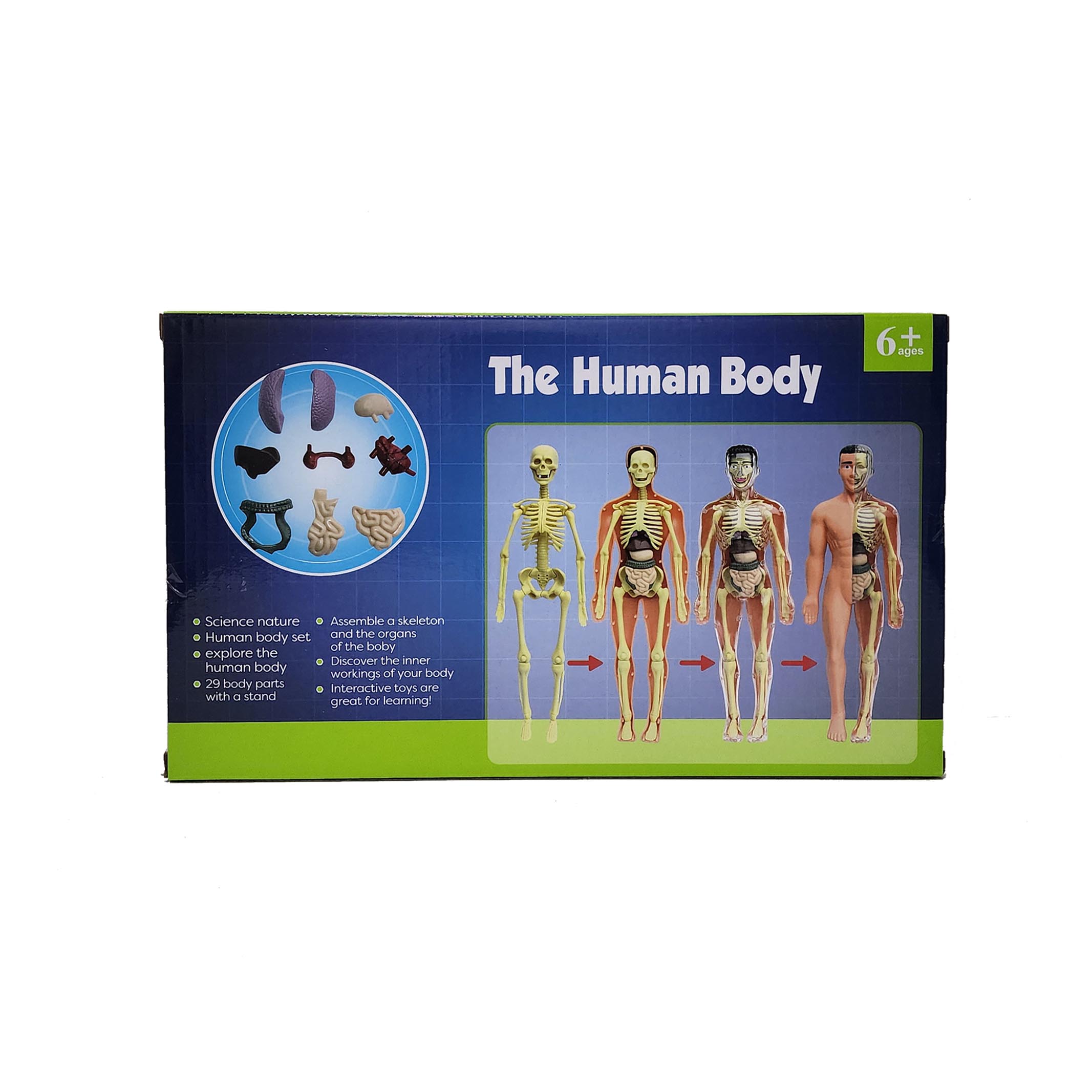 Human Anatomy Full-Body Educational Model
