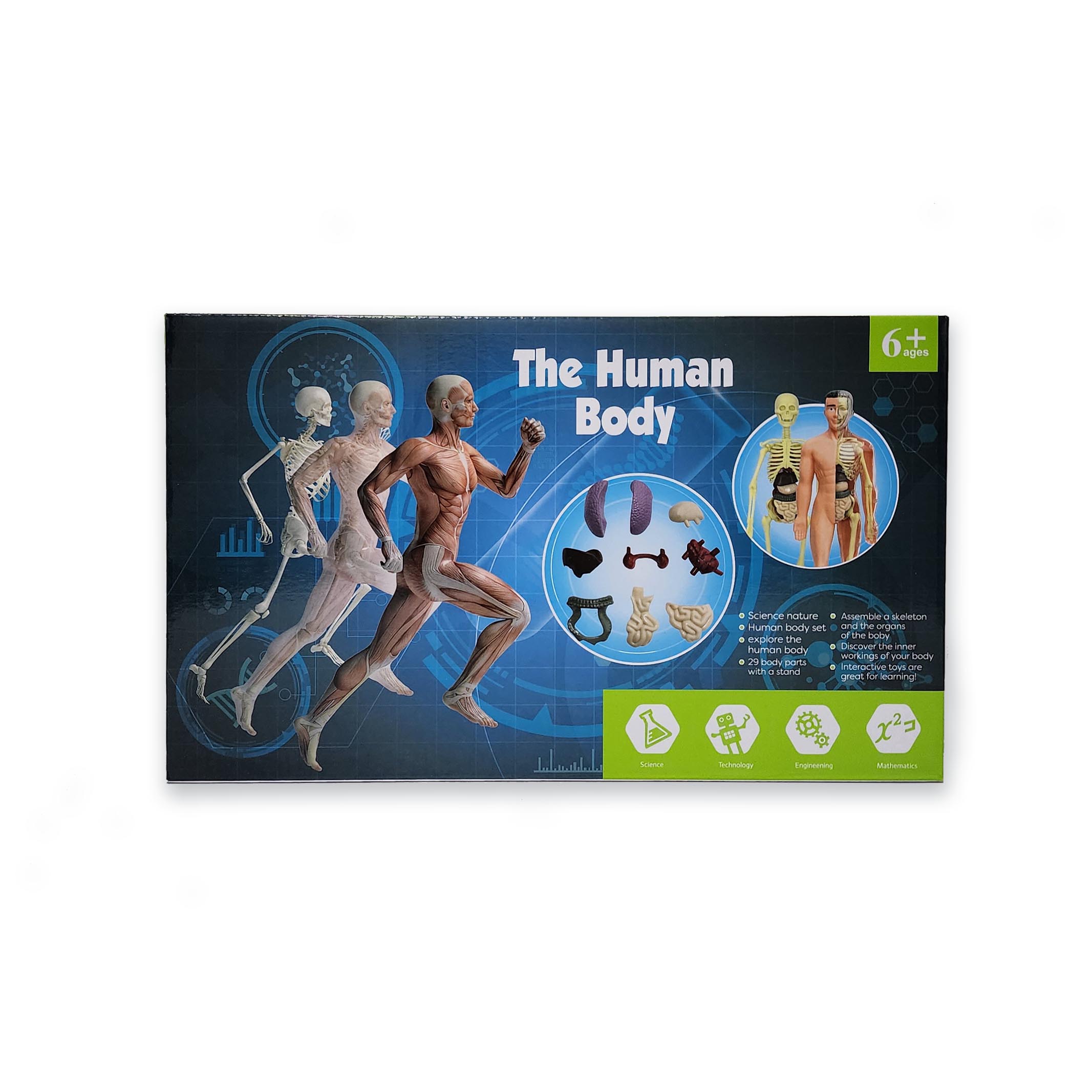 Human Anatomy Full-Body Educational Model