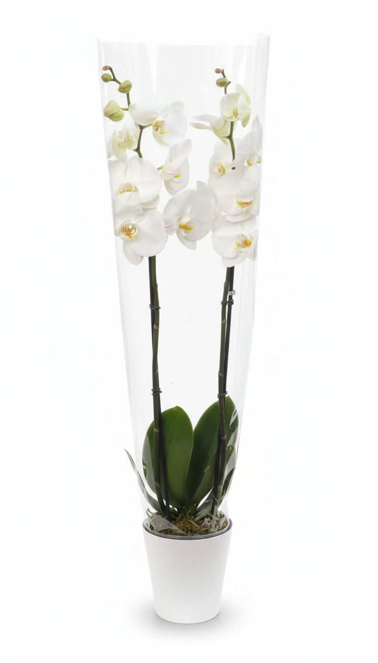 The Swan Lake Orchid Plant 1's